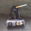 real_molag_bal