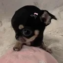 oteletubi1790 avatar