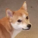 dekkaru