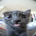 .tjal_