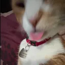 dpck
