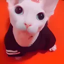 eltumbafurros avatar