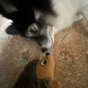 harryspringer