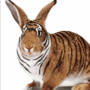 avatar evil rabbit hoppa