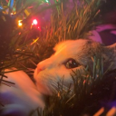 avatar 《☃ℓαι∂вα¢кMαҽ🎄》