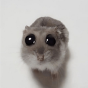 dhymbot