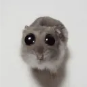 dhymbot