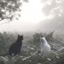 avatar Thỏ Cũng Biết Suy