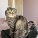 Аватар inoskee2932