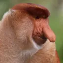 santoxzr