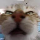 hatulmeow