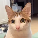 roninthegamer