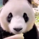 pandasaurr