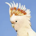 punkatoonftguy8495