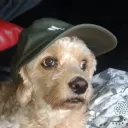 allenelpro