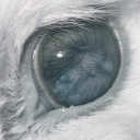 avatar ○ S3R4PH/PURSU3R◦ 🦷