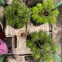 seedtosoilnft