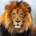 leoneakagamerlion