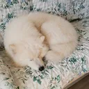 kiko084931