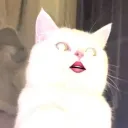 oppe_u