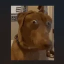 deliedke