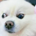 wang_3004