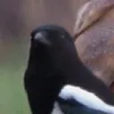 corviraptor.