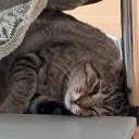 firekiller4299 avatar