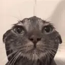 cat_soaked avatar