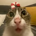 dongatomamon