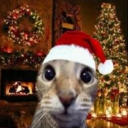 avatar 𝙅𝙤𝙡𝙡𝙮 𝘽𝙡𝙪𝙚シ