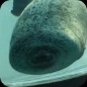 Аватар sentry_seal