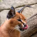 caracal5707