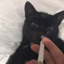 bizarrecat