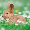zax_the_bunny
