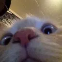 yattedbb