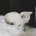 muxjh