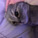 avatar ♡𝕷𝖎𝖆♡