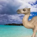 camelnator