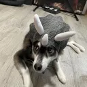 e.yappy