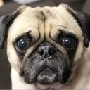 peter.pug