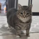 kiidu