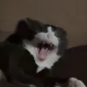 romxzy