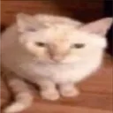 likki.png