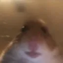 siahtapee