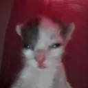 ina.a avatar