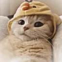 justachillingcat