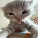 sillygoos46