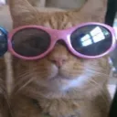 sillygoos46