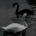 avatar ᴼ ʳ ᵖ ʰ ⁱ ᶜ